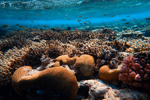 Brown coral reef in sea, Photo by Francesco Ungaro