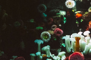 6 Facts You Didn't Know About Sea Urchins